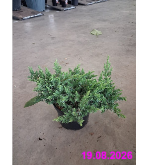 Juniperus conferta 'Blue Pacific' C 2 L